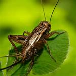 Why Do Crickets Croak?