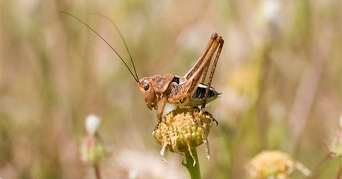 Why Do Crickets Make Noise