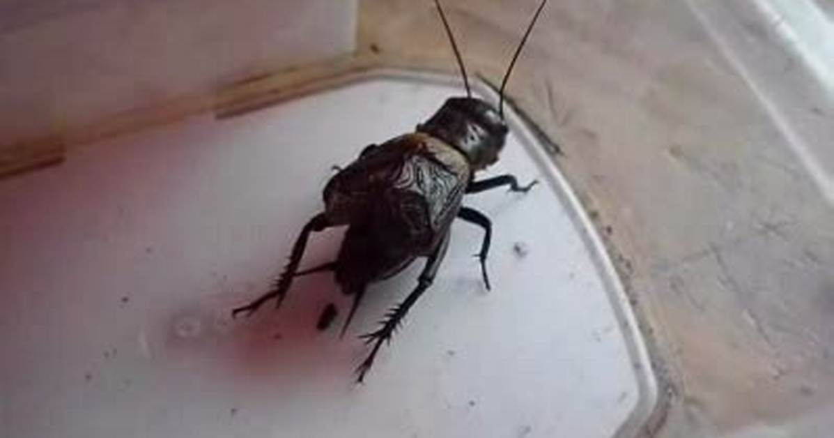 Why Do Crickets Stridulate?