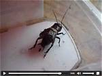 Why Do Crickets Stridulate?