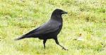 Why Do Crows Hop?