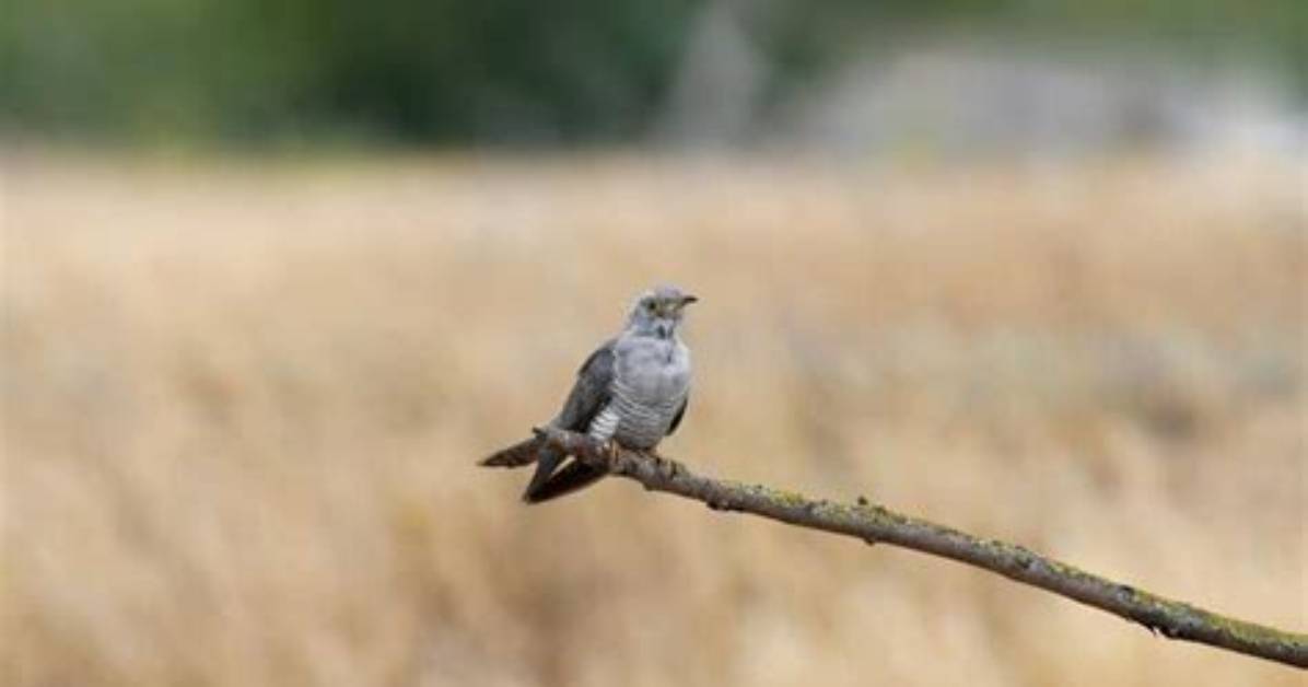 Why Do Cuckoos Call?