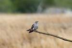 Why Do Cuckoos Call?