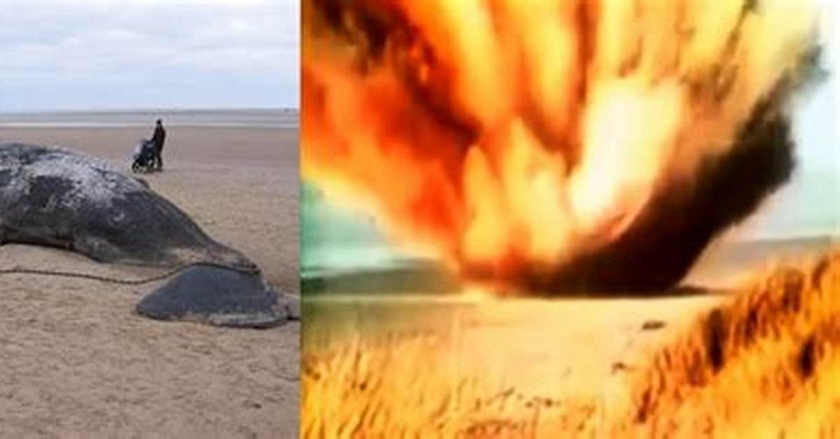 Why Do Dead Whales Explode