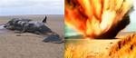 Why Do Dead Whales Explode