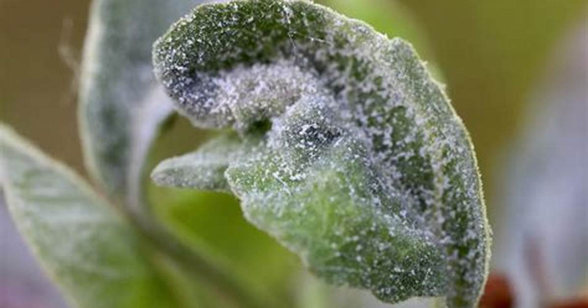 Why Do Delphiniums Get Mildew?