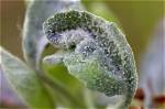Why Do Delphiniums Get Mildew?