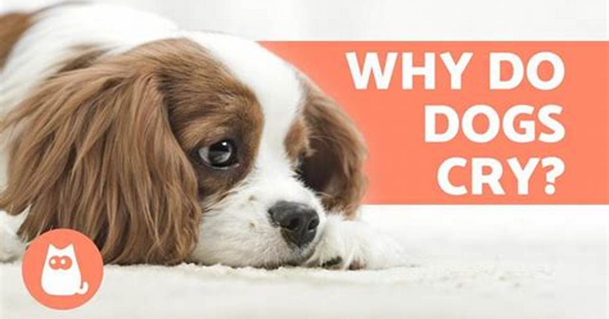 Why Do Dogs Cry