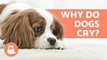 Why Do Dogs Cry