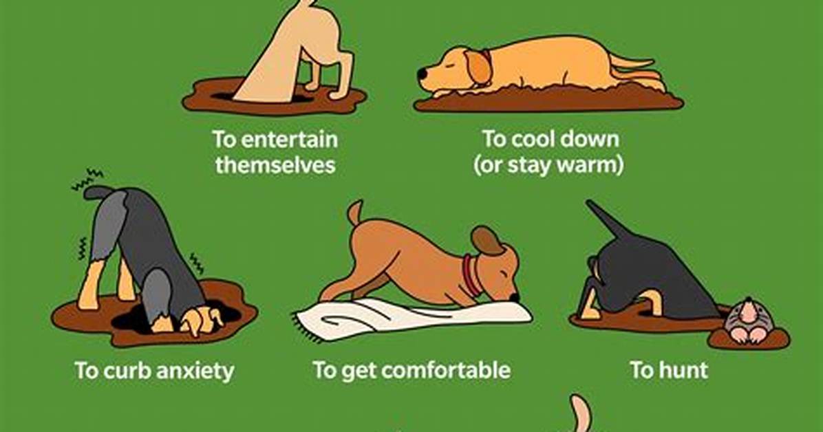 Why Do Dogs Dig?