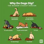 Why Do Dogs Dig?