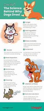 Why Do Dogs Drool?