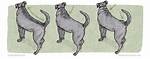 Why Do Dogs Hackle?