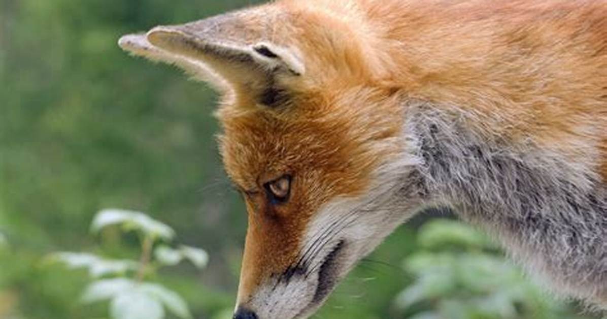 Why Do Dogs Hate Foxes?