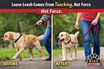 Why Do Dogs Pull on Leash?