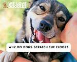 Why Do Dogs Scratch?