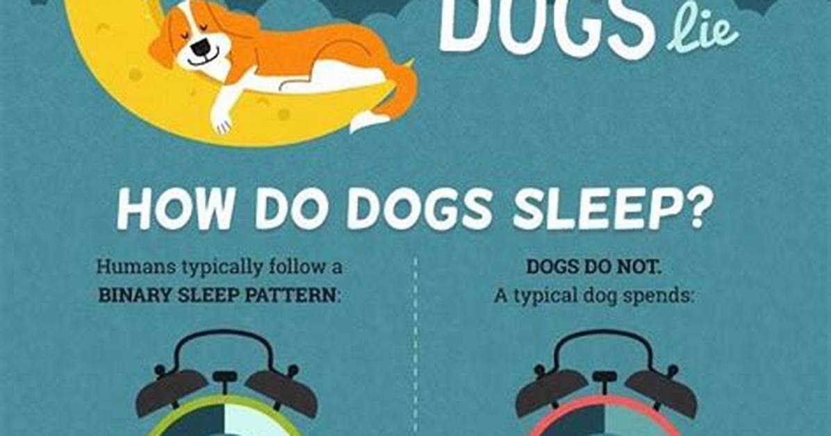 Why Do Dogs Sleep So Much? How Many Hours of Sleep Dogs Need per Day