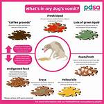 Why Do Dogs Snog?