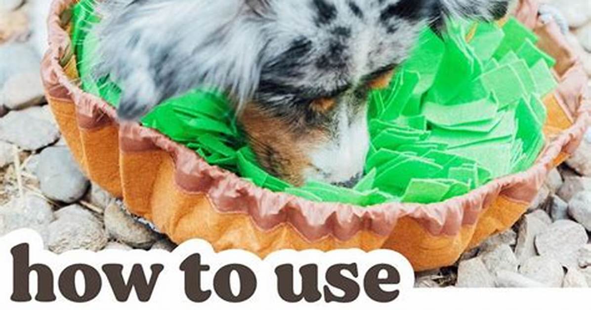 Why Do Dogs Snuffle?