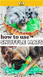 Why Do Dogs Snuffle?