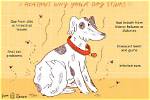 Why Do Dogs Stink?