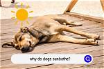 Why Do Dogs Sunbathe?