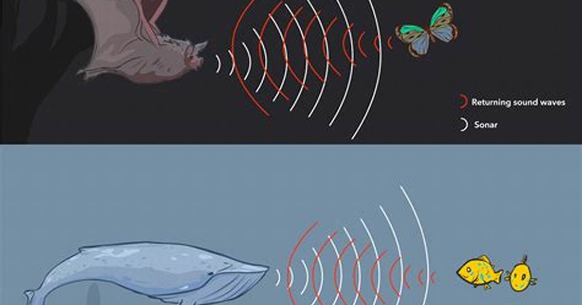 Why Do Dolphins Echolocate?