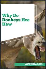 Why Do Donkeys Hee Haw?