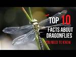 Why Do Dragonflies Die?