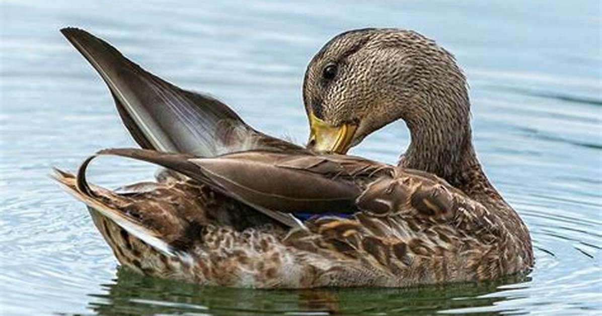 Why Do Ducks Preen Themselves?
