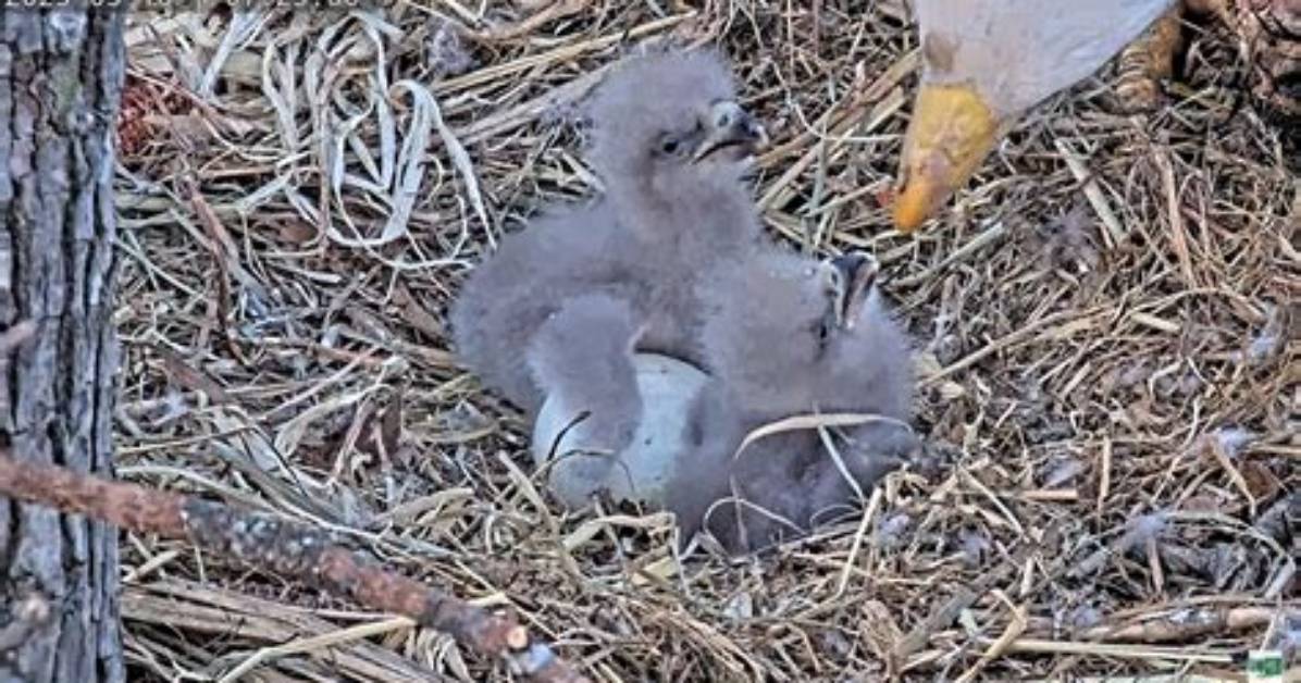 Why Do Eaglets Bonk Each Other?