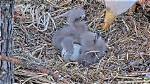 Why Do Eaglets Bonk Each Other?