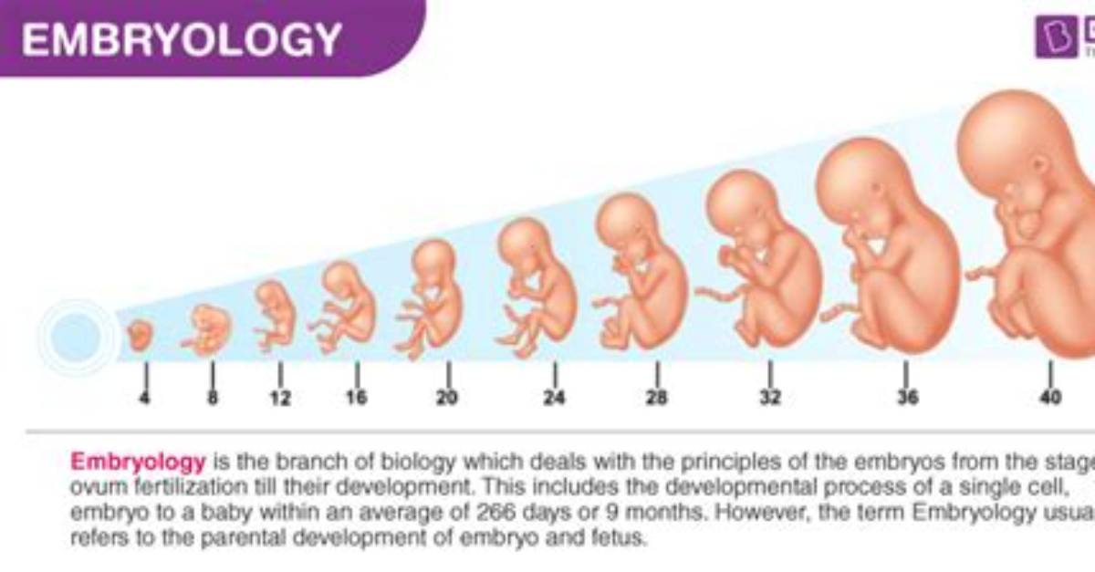 Why Do Embryologist Study Embryos?