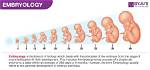Why Do Embryologist Study Embryos?