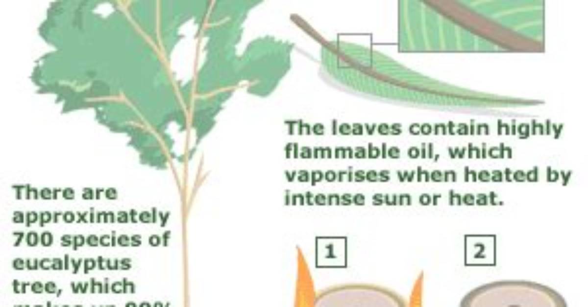 Why Do Eucalyptus Trees Need Fire?