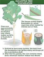 Why Do Eucalyptus Trees Need Fire?