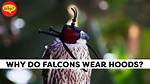 Why Do Falcons Wail