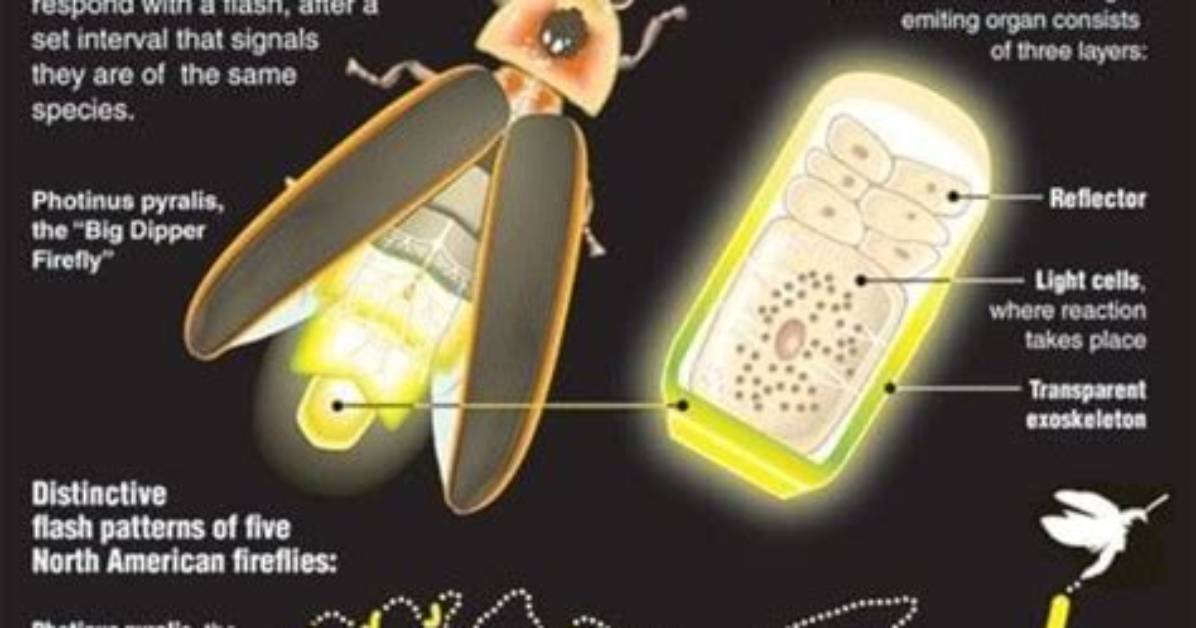 Why Do Fireflies Glow