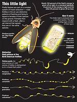 Why Do Fireflies Glow