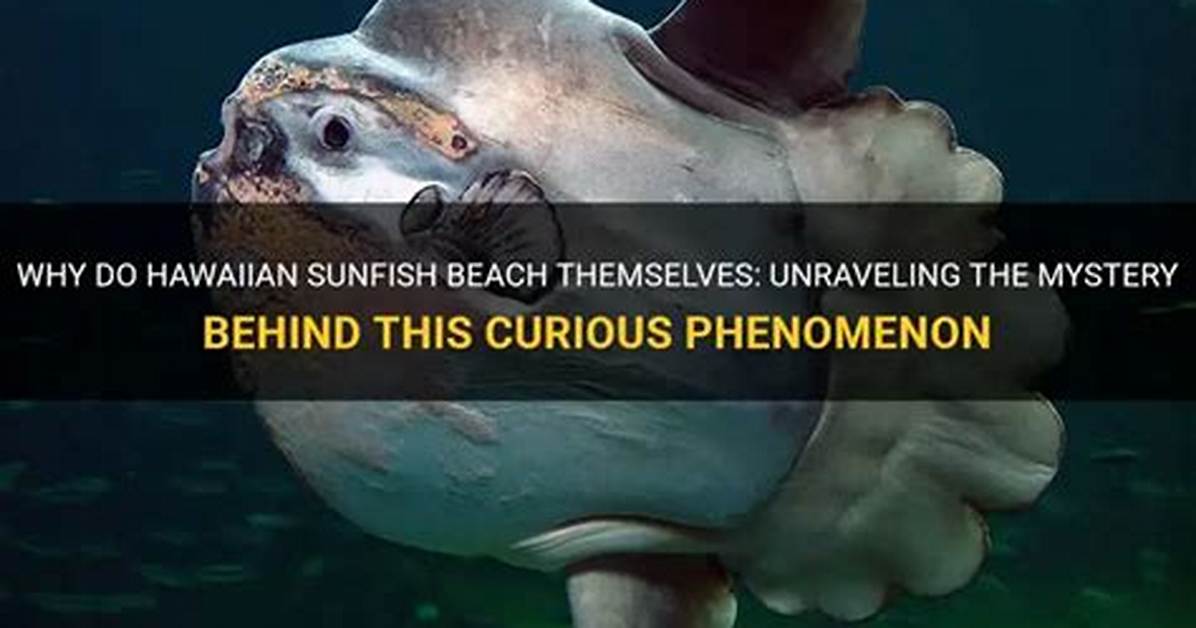 Why Do Fish Beach Themselves