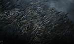 Why Do Fish Shoal?