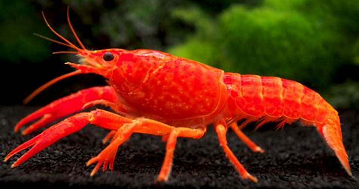 Why Do Fish Turn Red?