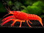 Why Do Fish Turn Red?