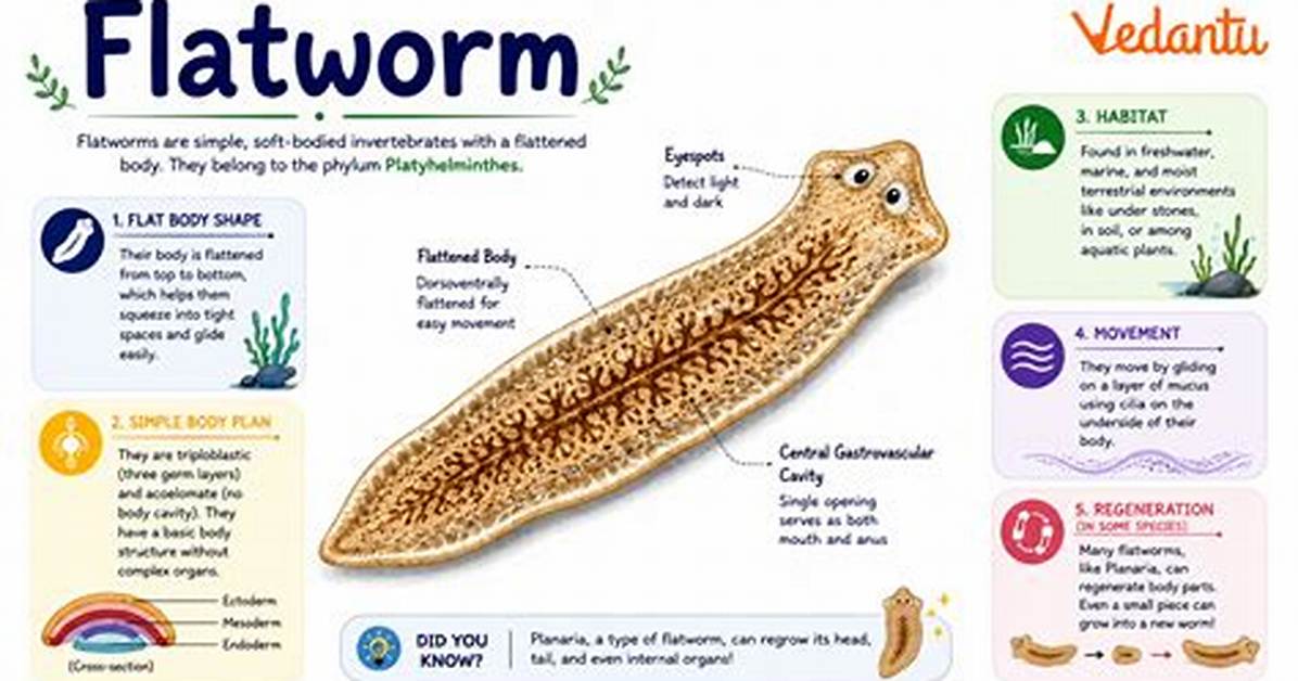 Why Do Flatworms Need to Be Flat