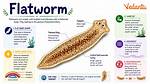 Why Do Flatworms Need to Be Flat