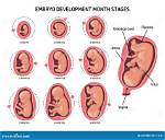 Why Do Foetus Kick?