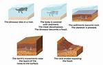 Why Do Fossils Form?