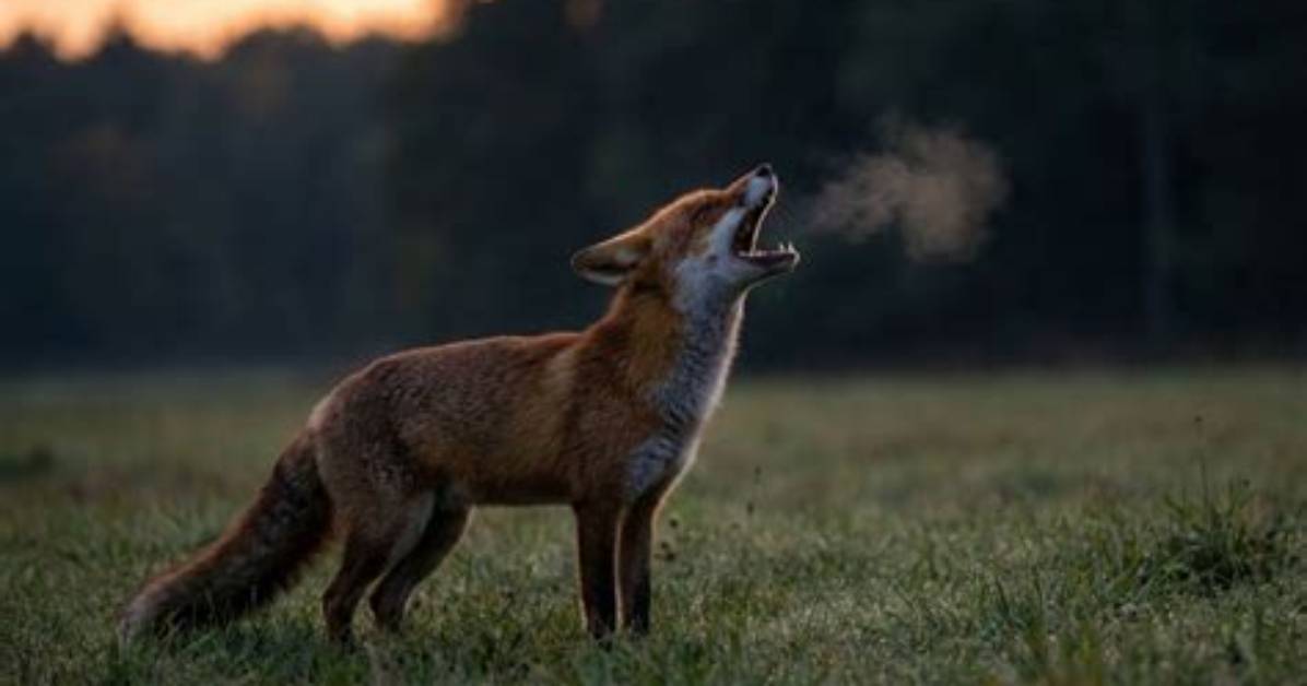 Why Do Foxes Scream?