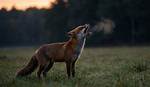Why Do Foxes Scream?