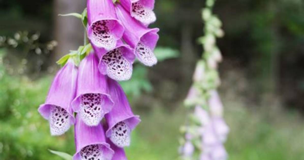 Why Do Foxgloves Die?